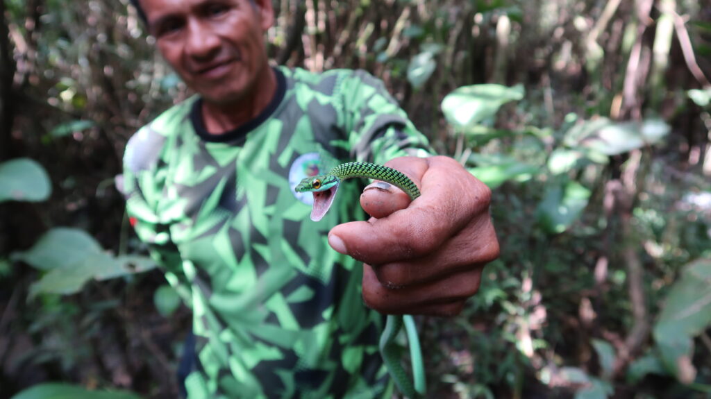 Serpiente esmeralda Amazonas