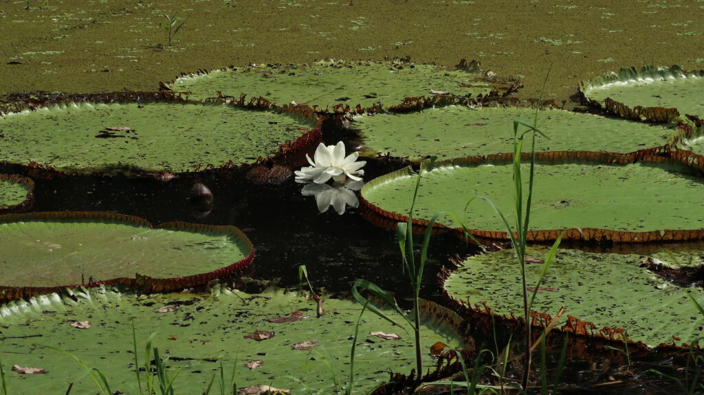 flor de loto isla cacao